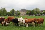 Mutterkühe vor dem Düsser Schloss