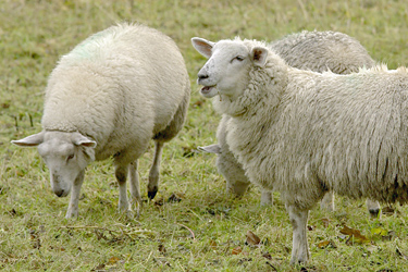 Schafe auf einer trockenen Weide
